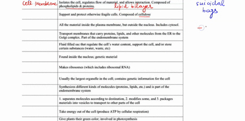 cell-structures-cnooso-trom-eell-plasma-membrane-cell-wall-central-vacuole-chloroplast-cytoplasm-dna-endoplasmic-reticulum-er-golgi-complex_-lysosomes-mitochondria-nucleus-nucleolus-nueleoid-46389