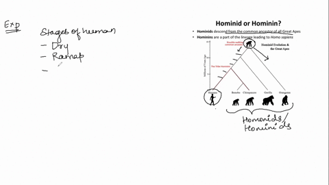 from-an-evolutionary-perspective-ape-language-experiments-a-suggest-some-clues-to-the-origin-of-human-language-b-indicate-that-human-language-capabilities-must-have-been-present-in-the-last-37316