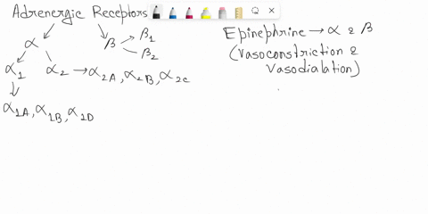 which-of-the-following-is-true-select-one-epinephrine-binds-to-beta-adrenergic-receptors-on-smooth-muscle-cells-present-only-if-alpha-adrenergic-receptors-are-b-norephinephrine-causes-vascul-35823