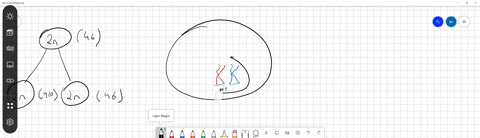 during-which-mitotic-phases-are-duplicated-chromosomes-present-a-all-but-telophase-b-prophase-and-anaphase-c-all-but-anaphase-and-telophase-d-only-during-metaphase-at-the-metaphase-plate-e-both-a-and-