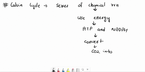 identify-the-correct-sequence-of-stages-of-calvin-cycle-a-reduction-carboxylation-regeneration-b-carboxylation-regeneration-reduction-c-carboxylation-reduction-regeneration-d-reduction-regen-10432