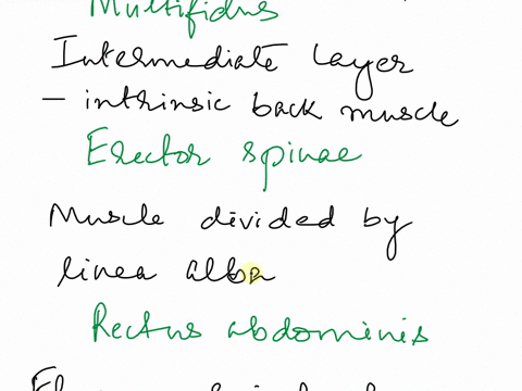 thcenicous-vetlch-andinscrts-pte-mtsh-and-trnsyerse-lie-cnum-wancle-thc-musck-that-origin_les-supenor-vertcbra-is-the-picrc-ofthc-third-or-fourbh-aundratus-lumbonum-intcrspinalis-elbrabt-tul-56577