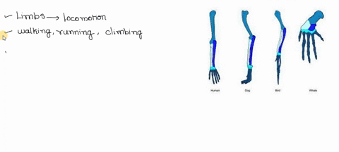 what-function-does-the-limb-serve-in-each-animal-how-are-the-limb-bones-of-the-four-animals-simila-based-on-these-similarities-what-can-be-inferred-about-the-evolution-of-the-four-animals-hi-29636