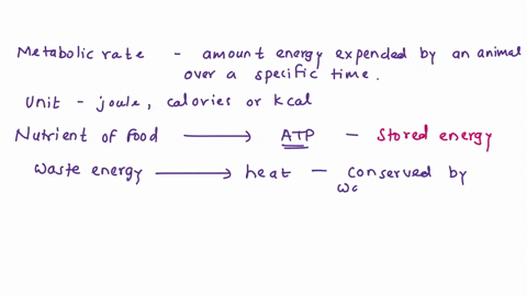 what-is-the-relationship-between-bmr-and-body-size-why-37486