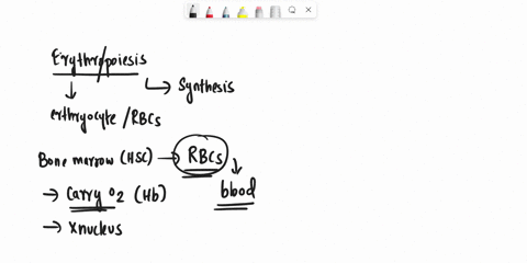 place-each-cell-and-its-descriptlon-under-the-name-of-the-erythropoletic-cell-stage-it-describes-erylhrocyte-ihat-has-roceplors-lor-factors-that-stmulate-doveio-pmonl-the-cell-that-forms-all-18356