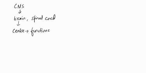 question-1-the-brain-and-spinal-cord-together-a-afferent-system-b-autonomic-nervous-system-c-central-nervous-system-d-efferent-system-e-peripheral-nervous-system-f-somatic-nervous-system-que-97078