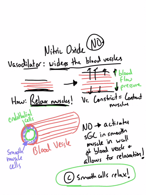 why-does-nitric-oxide-no-cause-blood-vessels-to-dilate-choose-one-it-inhibits-cyclic-gmp-production-by-inhibiting-guanylyl-cyclase-it-causes-endothelial-cells-lining-blood-vessels-to-contrac-62655