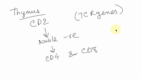 t-cell-development-1-explain-why-t-cells-are-more-likely-to-develop-into-alpha-beta-t-cells-than-gama-delta-t-cells-t-cells-are-three-times-more-likely-to-become-tcr-cells-versus-tcr-cells-w-84331