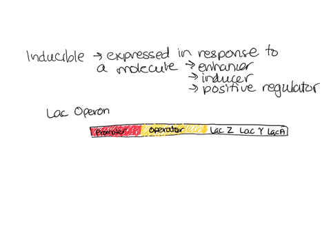 describe-the-main-features-of-the-lactose-operon-and-inducible-operons-46758