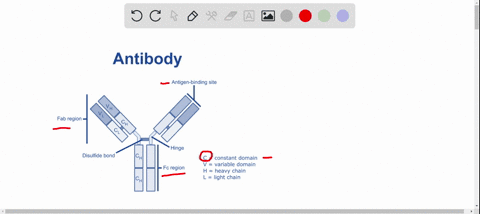 the-region-of-an-antibody-that-is-the-antigen-binding-site-is-the-a-constant-region-b-variable-regio-89616