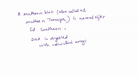 ladder-ecor-bamhl-ecoru-bamhl-8okb-7okb-6okb-5okb-40kb-3okb-20kb-15kb-1okb-05kb-you-use-the-gel-to-perform-a-southern-blot-using-the-largest-ecorl-band-as-probe-which-bands-would-hybridize-t-47804