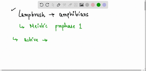 lampbrush-chromosomes-in-amphibians-are-formed-at-what-cell-cycle-stage-mitotic-prophase-mitotic-metaphase-meiotic-prophase-ii-interphase-meiotic-prophase-82424