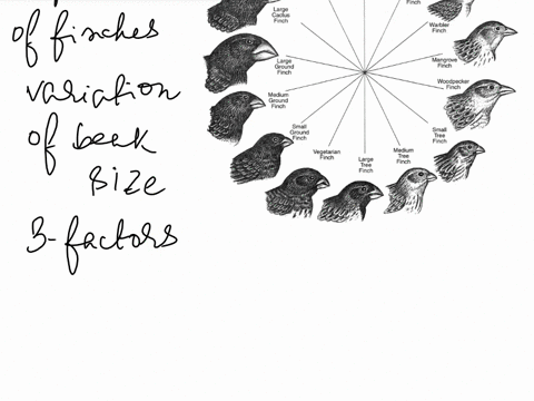 sizc-thcatura-dayasn-kanotnet-population-h-finch-wbat-is-the-agent-of-sclcction-conditions-of-finches-npbcies-ato-h-moves-seeds-and-that-vary-conditions-competes-size-ardpply-from-1-1-small-60045