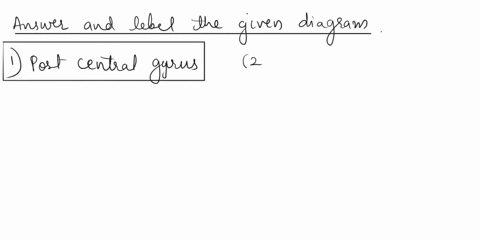 name-of-the-specific-raised-region-just-posterior-to-the-groove-2-name-the-lobe-3_-name-the-opening-in-the-skull-4-name-the-groove-5-name-the-strucuture-6-name-the-brain-structure-05968