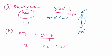 depolarization-if-sone-sort-of-stimulus-is-introduced-the-nerve-cell-can-begin-to-fire-this-is-called-an-action-potential-graphed-below-in-this-process-narov-ores-called-cnannels-open-the-ce-76255