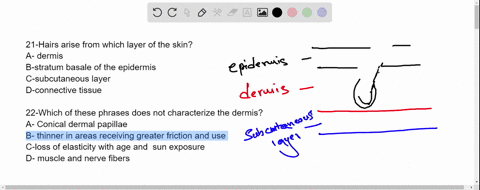 21-hairs-arise-from-which-layer-of-the-skin-a-dermis-b-stratum-basale-of-the-epidermis-subcutaneous-layer-d-connective-tissue-22-which-of-these-phrases-does-not-characterize-the-dermis-a-con-39617
