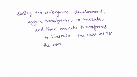 whats-the-difference-between-a-zygote-and-a-morula-or-a-blastocyst-31199