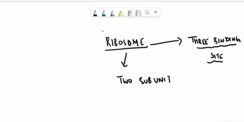 what-are-the-three-main-sites-of-a-ribosome-what-is-happening-in-each-site-11127