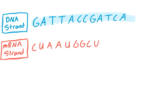 a-dna-template-strand-is-gattaccgatca-a-which-mrna-would-be-made-from-this-dna-template-b-how-many-amino-acids-would-be-in-the-protein-if-this-mrna-were-to-be-translated