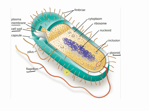 45-pts-draw-and-label-a-prokaryotic-cell-making-sure-to-include-all-of-the-following-parts-plasma-membrane-plasmids-cell-kall-flagellum-glycocalyx-fimbriae-ribosomes-inclusions-nucleoid-30253