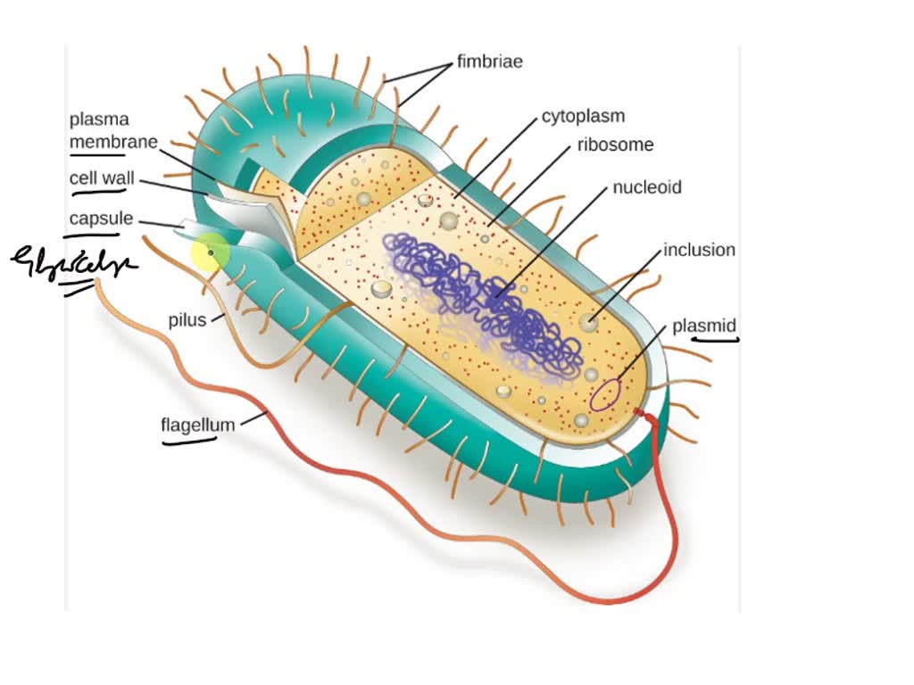 Prokaryotes vs Eukaryotes: What Are the Key Differences? | Technology  Networks