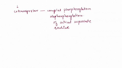 you-have-constructed-phospholipid-vesicles-that-contain-nak-pumps-as-the-sole-membrane-protein-the-portion-of-the-pump-that-normally-faces-the-cytosol-is-oriented-towards-the-outside-of-the-49869