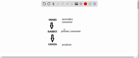 write-out-a-trophic-pyramid-with-three-levels-choosing-one-of-the-food-chains-shown-in-the-food-web-above-label-each-level-producer-etc-86498