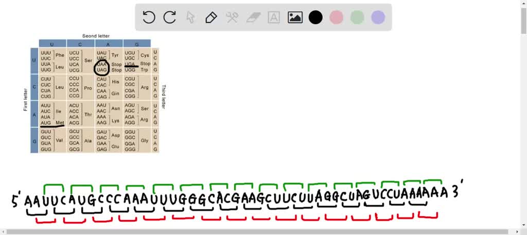 SOLVED: 1. Indicate the amino acid sequence of the protein encoded by ...