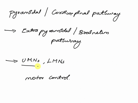 motorcontrol-pyramidalcorticospinalvsextrapyramidalbrainstem-pathways-1-which-pathway-is-responsible-for-fine-motor-control-faster-movements-and-distal-musculature-where-do-the-signals-origi-93671