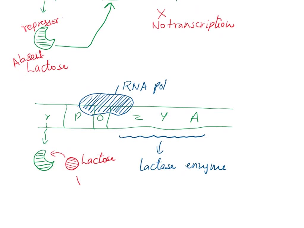 SOLVED Lactose induces the synthesis of the enzyme lactase. An E coli