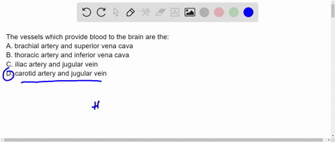 the-vessels-which-provide-blood-to-the-brain-are-the-a-brachial-artery-and-superior-vena-cava-b-thoracic-artery-and-inferior-vena-cava-c-iliac-artery-and-jugular-vein-d-carotid-artery-and-ju-21806