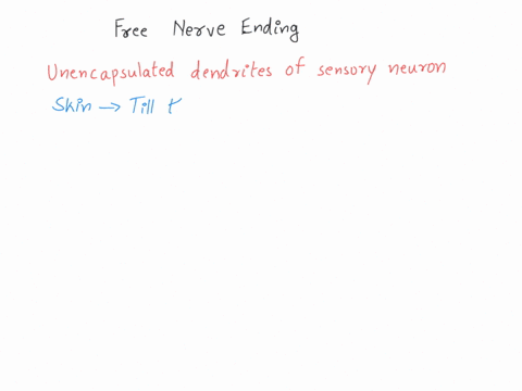 with-which-sense-are-free-nerve-endings-associated-a-taste-b-hearing-c-touch-d-sight-04478