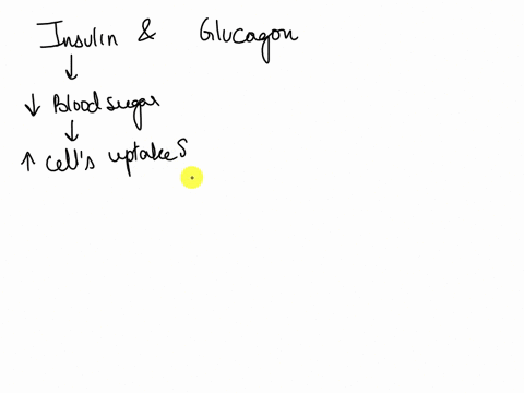 the-pancreas-is-a-human-body-organ-that-produces-digestive-enzymes-and-two-very-important-hormones-insulin-and-glucagon-these-two-hormones-work-together-to-regulate-the-level-of-the-sugar-gl-22298