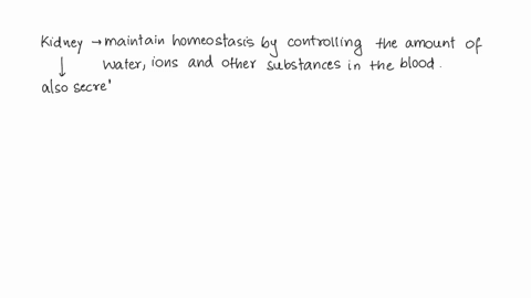 the-function-of-the-kidneys-is-to-filter-blood-and-in-so-doing-maintain-blood-homeostasis-toxins-and-excess-materials-are-removed-from-the-blood-to-be-voided-in-the-urine-in-addition-the-kid-07313