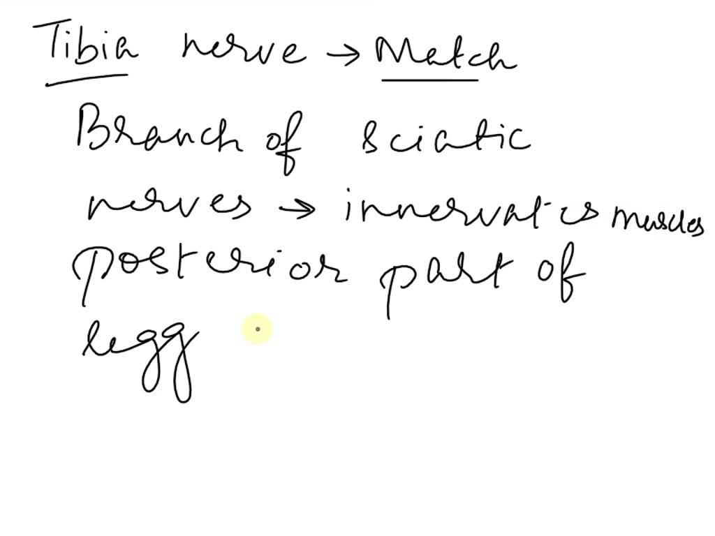 SOLVED: Tibial nerve Multiple Choice Innervates the iliopsoas ...