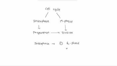 dna-replication-occurs-during-a-s-phase-b-mitosis-c-g1-phase-d-prophase-39648