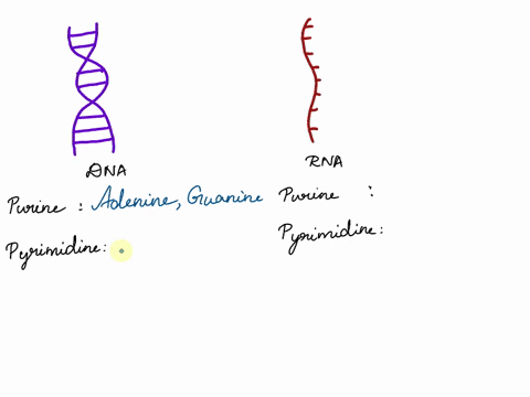 adenine-guanine-thymine-and-cytosine-are-4-nitrogenous-bases-that-belong-to-dna-rna-none-of-the-above-60796