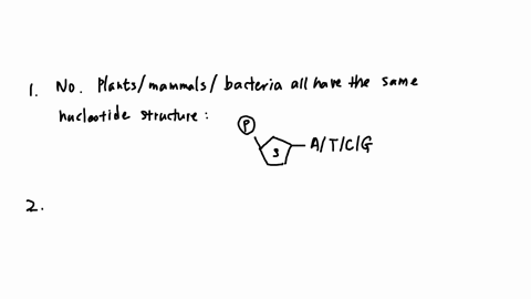 dna-structure-as-you-can-see-in-the-figure-below-dna-consists-of-two-strands-of-nucleotides-wouind-together-in-a-spiral-called-a-double-helix-each-nucleotide-contains-a-phosphate-and-a-sugar-26396