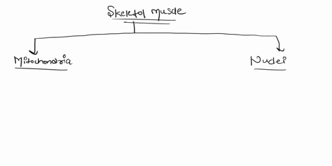 question-31-of-50-skeletal-muscle-is-composed-of-very-hard-working-cells-which-organelles-do-you-expect-to-find-in-abundance-in-skeletal-muscle-cell-00-20-points-golgi-bodies-mitochondria-nu-57135