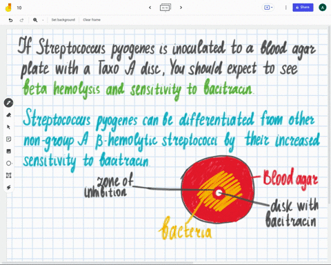 streptococcus-pyogenes-is-inoculated-to-a-blood-agar-plate-with-a-taxo-a-disc-you-should-expect-to-see-alpha-hemolysis-and-resistance-to-bacitracin-alpha-hemolysis-and-sensitivity-to-bacitra-12382