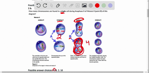 14-how-many-chromosomes-are-found-in-a-single-this-diagram-during-metaphase-meiosie-point-alof-the-eensoanibafa-cl-eert-e-eppe1et-polan-heaanbum-tr-beeda-a-chrematent-ina-upale-paultenaputi-11533