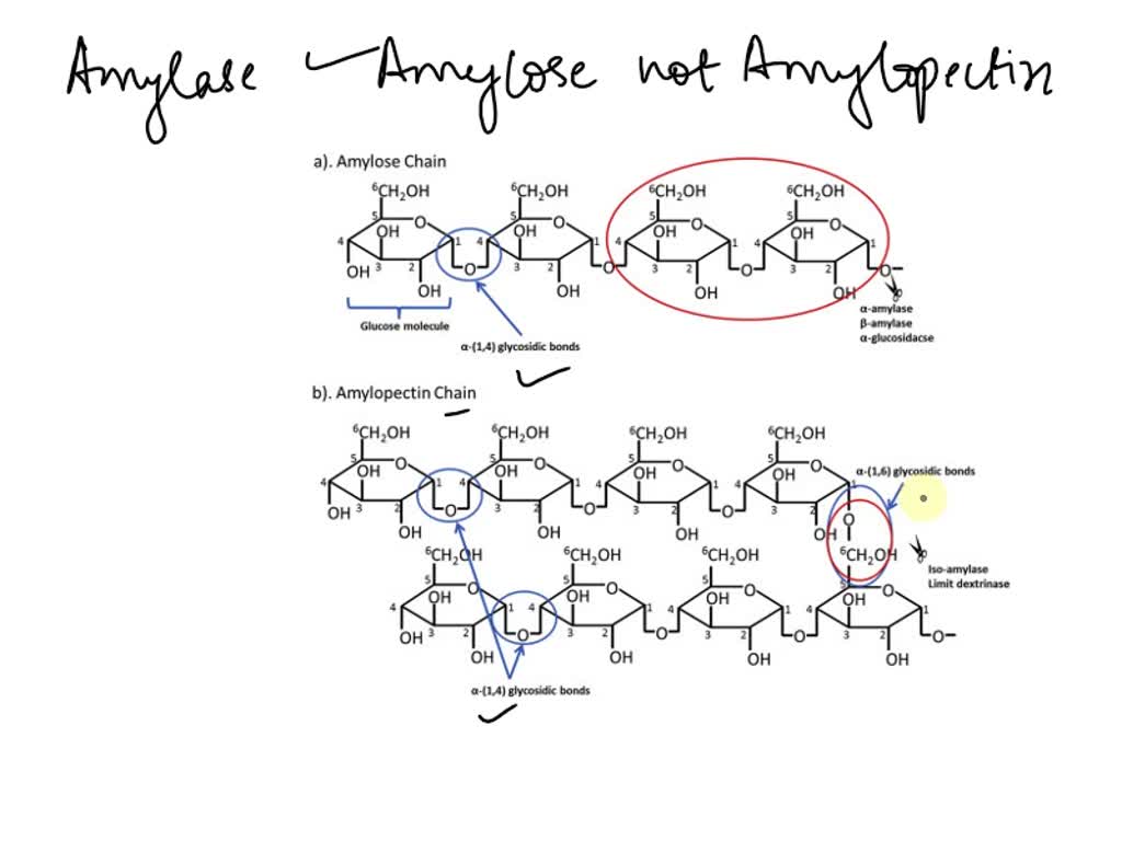 CAS 9005-82-7 Amylose - BOC Sciences, image size:1024x768