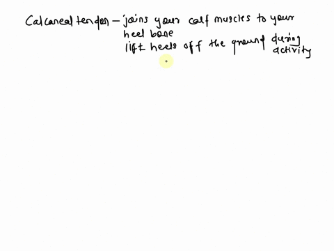 how-would-a-torn-calcaneal-tendon-to-affect-movement-of-the-foot-45765