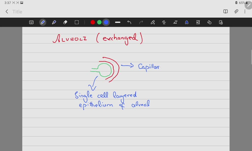 SOLVED Which of the following is NOT transferred by alveoli? A. oxygen