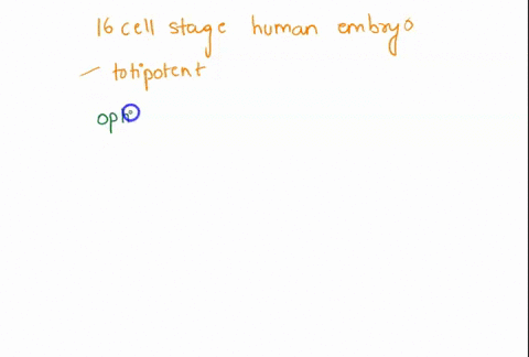 the-cells-in-a-16-cell-stage-human-embryo-are-called-totipotent-because-group-of-answer-choices-they-are-able-to-form-both-embryonic-and-extra-embryonic-tissues-they-are-later-distributed-in-02683