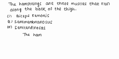 which-muscles-form-the-hamstrings-how-do-they-function-together-22706