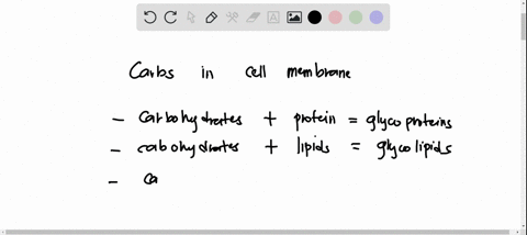 carbohydrates-of-the-plasma-membrane-a-are-bonded-to-a-protein-or-lipid-b-are-located-on-the-outer-2-14403