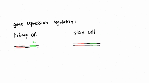 explain-how-all-the-cells-in-one-personal-have-the-same-dna-but-there-are-over-200-different-types-of-cells-with-different-structures-and-functions