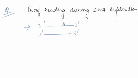 which-of-the-following-is-involved-in-proofreading-during-dna-replication-rna-polymerase-5-to-3-exonuclease-activity-of-dna-polymerase-5-to-3-endonuclease-activity-of-dna-polymerase-3-to-5-e-75373