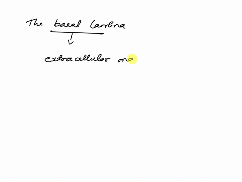 question-25-points-the-basal-side-of-an-epithelial-sheet-faces-which-side-of-a-cell-the-free-surface-the-basal-lamina-51931